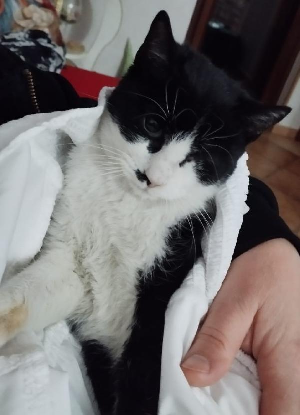 Fruttella, ipovedente a un occhietto Foto 6